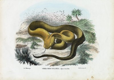 Vipera, 1863-79 da Raimundo Petraroja